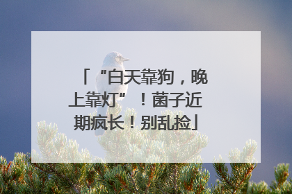 “白天靠狗，晚上靠灯”！菌子近期疯长！别乱捡