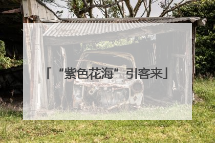 “紫色花海”引客来