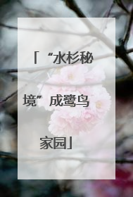 “水杉秘境”成鹭鸟家园