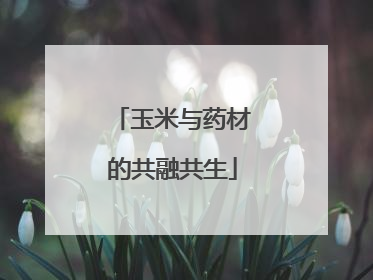玉米与药材的共融共生