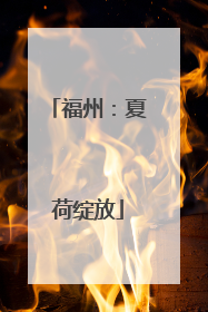 福州：夏荷绽放