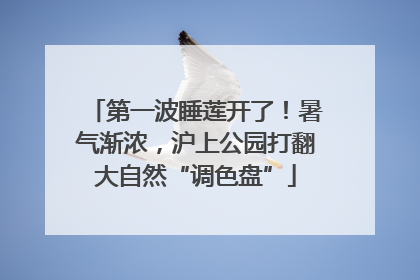 第一波睡莲开了！暑气渐浓，沪上公园打翻大自然“调色盘”