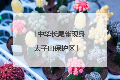 中华长尾雀现身太子山保护区