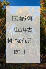 云南宁洱：让百年古树“老有所依”