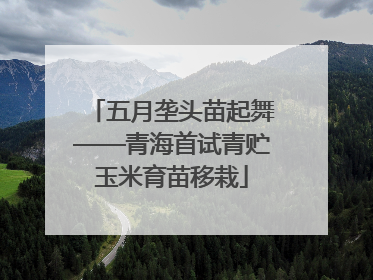 五月垄头苗起舞——青海首试青贮玉米育苗移栽