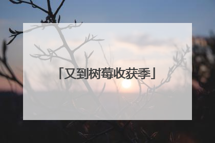 又到树莓收获季