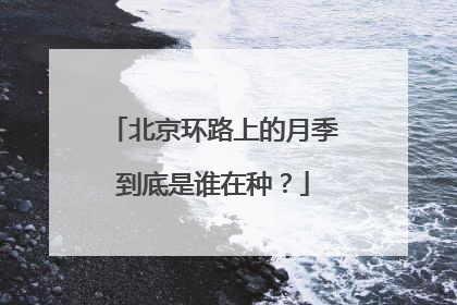 北京环路上的月季到底是谁在种？