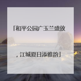 和平公园广玉兰盛放，江城夏日添雅韵