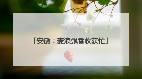 安徽：麦浪飘香收获忙