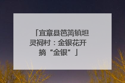 宜章县笆篱镇坦灵祠村：金银花开摘“金银”