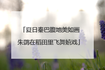 夏日秦巴腹地美如画 朱鹮在稻田里飞舞嬉戏