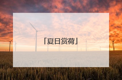 夏日赏荷