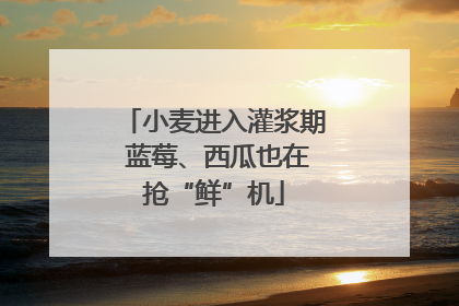 小麦进入灌浆期 蓝莓、西瓜也在抢“鲜”机