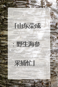 山东荣成：野生海参采捕忙