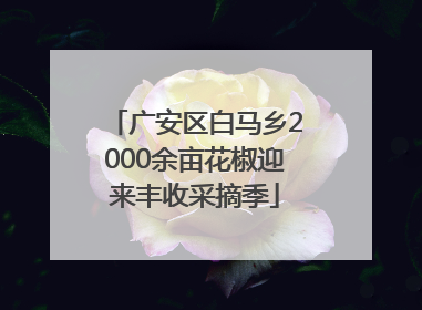 广安区白马乡2000余亩花椒迎来丰收采摘季