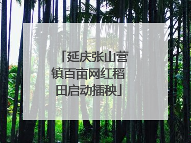 延庆张山营镇百亩网红稻田启动插秧