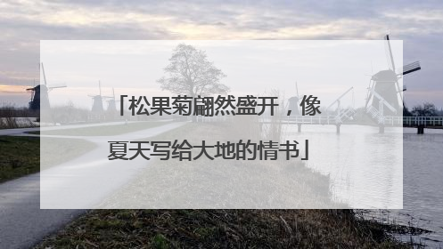 松果菊翩然盛开，像夏天写给大地的情书