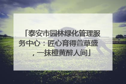 泰安市园林绿化管理服务中心：匠心育得萱草盛，一抹橙黄醉人间