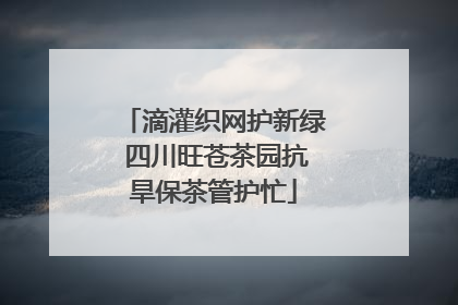 滴灌织网护新绿 四川旺苍茶园抗旱保茶管护忙