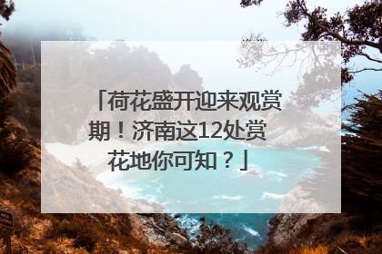 荷花盛开迎来观赏期！济南这12处赏花地你可知？