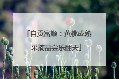 自贡富顺：黄桃成熟 采摘品尝乐翻天