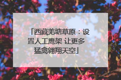 西藏羌塘草原：设置人工鹰架 让更多猛禽翱翔天空
