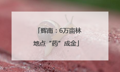 辉南：6万亩林地点“药”成金
