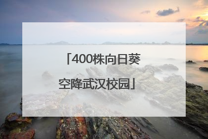 400株向日葵空降武汉校园